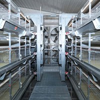 Nouvelle cage d'élevage automatique pour poulettes de type H à 3 niveaux avec ligne d'alimentation, galvanisée à chaud, durée de vie de 15 à 20 ans