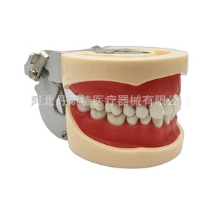 Modèle dentaire Heidefee 32 dents, gencives souples, bouche complète, amovible, modèle d'enseignement anatomique médical en silicone pour la pratique - Product Image 4