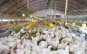 Premix di maiale di lievito di birra naturale al 100% polvere di polipeptide Immune ricca di oligoelementi organici, minerali, vitamine - Product Image 3