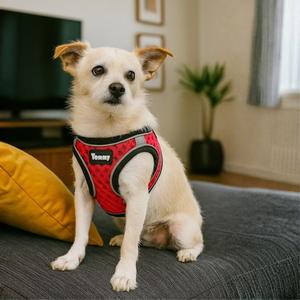 Pettorina per Cani Yommy, Taglia Piccola e Media, Traspirante in Rete, Regolabile e Riflettente - Product Image 3