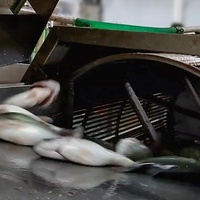 Machines électriques universelles de traitement des écailles de poisson en acier inoxydable de qualité alimentaire