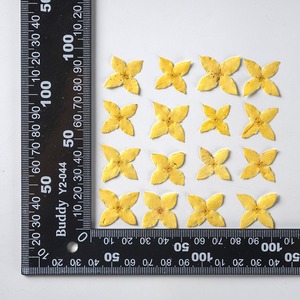 Ixora, fiore essiccato in rilievo, vera foglia pianta esemplare segnalibro, petalo trucco lampada da tavolo in rilievo - Product Image 6