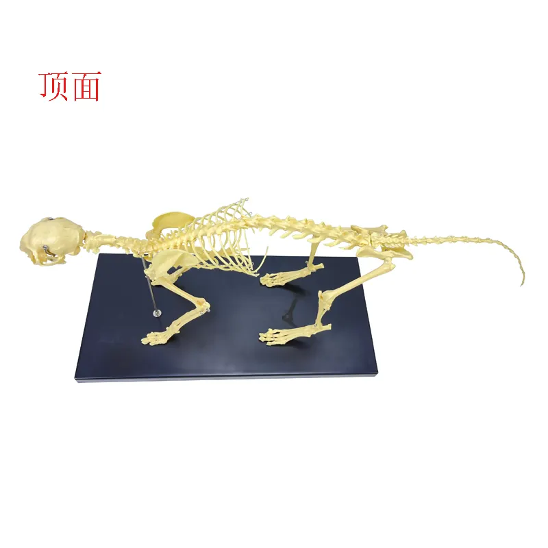 Professional production of high-quality human anatomy model Human skeleton model Animal skeleton Cat skeleton
