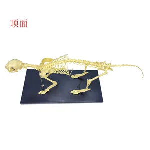 专业制作高品质人体解剖模型人体骨架模型动物骨架猫骨架