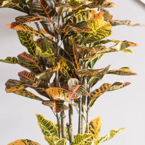 Alta Qualidade Plástico <span class=keywords><strong>Artificial</strong></span> Croton Árvore Folhas Bonitas Resistente UV Durável KagaJo Marca Atacado Planta - Product Image 3