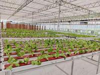 Serres agricoles multi-spans en acier pour la culture de légumes à domicile, structure en acier, abri en plastique, serre à vendre
