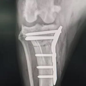 Set instrumen bedah, pelat pengunci dokter hewan 2.0/2.4/2.7/3.5mm pelat tulang pengunci Tplo - Product Image 5