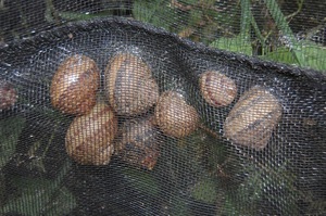 Trung quốc sản xuất cung cấp không có độc tính ốc Net Heavy Duty chăn nuôi Net cho ốc nuôi mật độ cao ốc lưới - Product Image 2