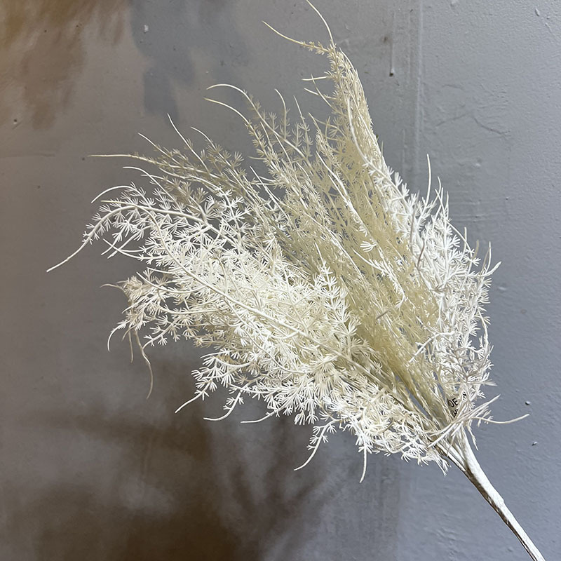Asperges blanches