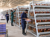 Nouvelle Offre Spéciale : Cage à Poules Pondeuses en Batterie Type A Galvanisée, 3 Niveaux, 4 Portes, Grande Capacité (96 Poules), Gain de Place, avec Mangeoire en PVC et Pipette d'Alimentation