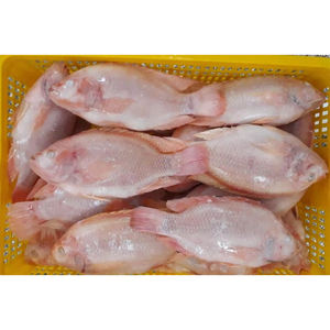 Tilapia <span class=keywords><strong>Roja</strong></span> Congelada Entera Directo de Fábrica MOQ 20 Toneladas para Importadores de África - Product Image 1