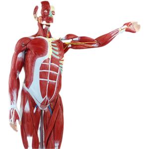 नरम सिलिकॉन मानव पेशी शरीर रचना विज्ञान प्रकृति मॉडल जीवन आकार मानव शरीर की मांसपेशियों संरचनात्मक मॉडल - Product Image 3