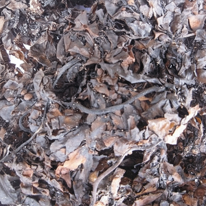 Algues sèches crues de sargasses pour l'alimentation des animaux-fournisseur d'algues du Vietnam - Product Image 1