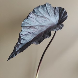 Hojas <span class=keywords><strong>de</strong></span> <span class=keywords><strong>Colocasia</strong></span> Teñidas y Texturizadas al por Mayor, en Naranja y Negro, para Decoración <span class=keywords><strong>de</strong></span> Habitaciones con Estilo Minimalista en Jarrones - Product Image 3