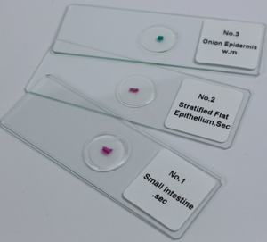 Preparaciones microscópicas de epidermis de <span class=keywords><strong>cebolla</strong></span> - Product Image 1