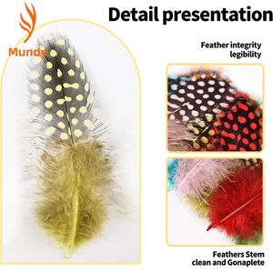 Plumas <span class=keywords><strong>de</strong></span> <span class=keywords><strong>Gallina</strong></span> <span class=keywords><strong>de</strong></span> <span class=keywords><strong>Guinea</strong></span> Teñidas <span class=keywords><strong>de</strong></span> 2-4 Pulgadas, Coloridas, Personalizadas, <span class=keywords><strong>de</strong></span> Excelente Calidad y <span class=keywords><strong>Precio</strong></span> Económico, para Decoración <span class=keywords><strong>de</strong></span> Fiestas - Product Image 5