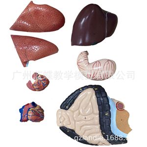 Modèle de corps humain de 170 cm avec muscles et organes internes pour l'enseignement médical : Anatomie musculaire et organique humaine adulte - Product Image 4