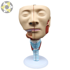 Modelo de enseñanza de ciencias médicas, cavidad <span class=keywords><strong>Nasal</strong></span> anatómica humana, músculos de la faringe de laringe para estudios de cabeza de otorrinolaringología - Product Image 3