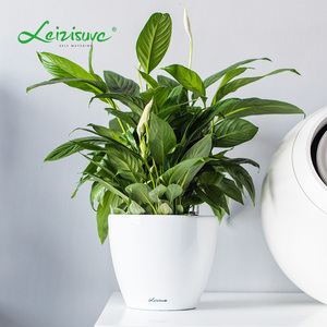 Nouveaux pots <span class=keywords><strong>de</strong></span> plantes durables <span class=keywords><strong>de</strong></span> taille mini <span class=keywords><strong>Pot</strong></span> <span class=keywords><strong>de</strong></span> fleurs blanc à arrosage automatique avec plastique conçu pour un usage domestique Polypropylène <span class=keywords><strong>peint</strong></span> - Product Image 2
