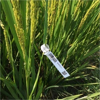 Étiquettes de plantes en vinyle imperméable résistant aux UV, format A4, pour semis de fleurs, jardin, légumes, boucle, imprimables au laser, matériaux d'impression