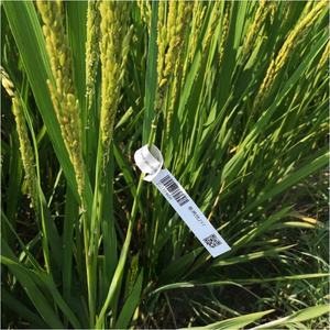 Étiquettes de plantes en vinyle imperméable résistant aux UV, format A4, pour semis de fleurs, jardin, légumes, boucle, imprimables au laser, matériaux d'impression - Product Image 5