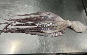 Buen <span class=keywords><strong>precio</strong></span> Frozen Chile <span class=keywords><strong>Pulpo</strong></span> de alta calidad - Product Image 3