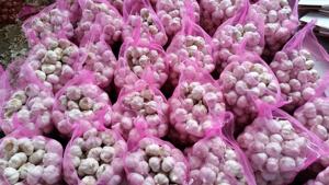 2025 <span class=keywords><strong>ajo</strong></span> <span class=keywords><strong>de</strong></span> cultivo fresco 3 4 5 piezas 10kg embalaje <span class=keywords><strong>de</strong></span> cartón proveedor <span class=keywords><strong>de</strong></span> China 4,5-6,5 cm <span class=keywords><strong>Semilla</strong></span> <span class=keywords><strong>de</strong></span> <span class=keywords><strong>ajo</strong></span> a granel para la venta - Product Image 4