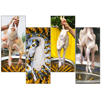 Nouveau design haute efficacité machine à cueillir les plumes de volaille machine à enlever les plumes de volaille machine à enlever les plumes de poulet
