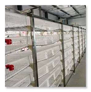 Cages d'élevage de cailles d'excellente qualité Cage à volaille automatique en acier pour fermes