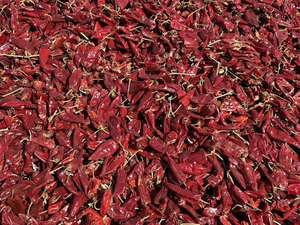 Chiles Rojos Secos Yidu Premium, Enteros, 5000 SHU, Pimiento Rojo de Pekín - Product Image 3