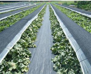 Toile tissée en PP anti-mauvaises herbes, bâche de paillage pour jardin, protection UV, couverture de sol - Product Image 4