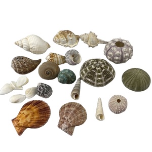 Cesto Ecologico di Conchiglie per Decorazioni Artigianali e Regali - Product Image 3