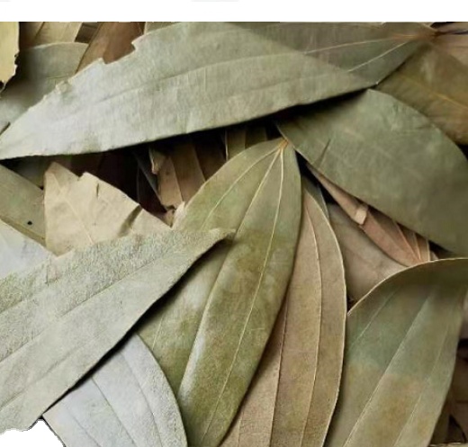 Natural secas folha de Louro Indiano tejpat malabathrum Cinnamomum tamala folhas