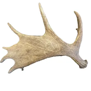 Large Northern Maine Moose Shed Antler Deer Taxidermy Man Cave Kerajinan Tanduk Rusa Ornamen Natal Tanduk Rusa