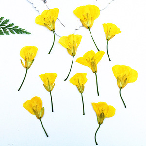 Têtes de fleurs de canola séchées pressées pour l'art de la résine, le nail art, le scrapbooking, les marque-pages et l'art floral pressé - Product Image 3