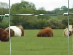 Cheap 8' Fixed Knot Galvanised Goat Sheep <strong>Hog</strong> Game Wire Field Deer Farm Fencing for Goat - Product Image 2