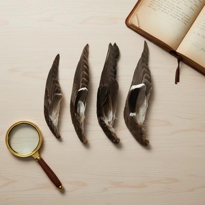 <span class=keywords><strong>Plumas</strong></span> <span class=keywords><strong>de</strong></span> Pato Naturales para Manualidades, <span class=keywords><strong>Tocados</strong></span>, Sombreros, Disfraces, Accesorios para el Cabello, <span class=keywords><strong>Carnaval</strong></span>, Fiesta, Boda, Decoración del Hogar, Halloween - Product Image 1