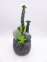 Plantes de Cactus succulentes assorties plantes succulentes vivantes artificielles avec pots de jardinière décor de bureau intérieur à la maison Carton écologique