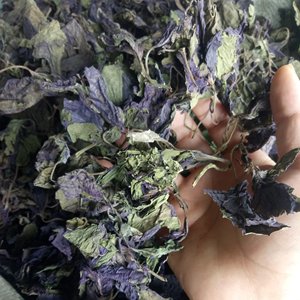 Erba Cinese Zi Su Ye, Foglie Viola Essiccate Intere per Spezie Naturali - Product Image 2