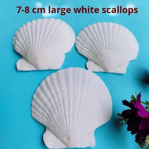 天然ホワイトシェルDIY手作り絵画グラフィティオーシャンスタイルウォールステッカーハワイアンビッグホワイトファンシェル卸売 - Product Image 4