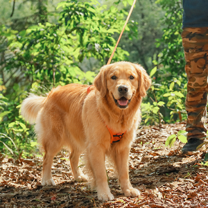Harnais et laisse rétractables 2 en 1 pour chien, anti-traction, gilet de poitrine pour animaux de compagnie, laisse automatique pour grands chiens, promenade en extérieur - Product Image 3