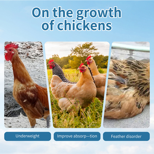 Potenciador del crecimiento de pollos de engorde Aditivo para piensos de aves de corral Aumento de peso para el promotor del engorde de pollos Vitamina Grado de alimentación Mejora la calidad de la carne - Product Image 2