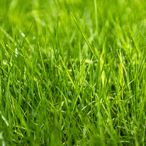 Semillas de Césped Ultra Densas 875g Cobertura de 35m Germinación Rápida 7 Días - Product Image 6