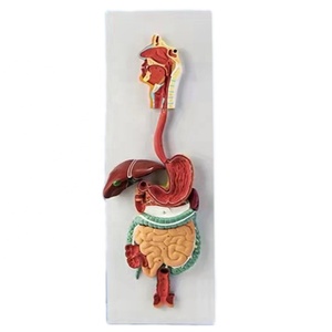 Modelo Anatómico del Sistema Digestivo Humano para Enseñanza Médica: Estómago, Pulmón e Intestino - Product Image 2