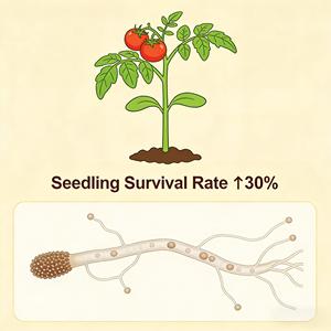 Trichoderma Longibrachiatum, Inoculante en Polvo de Compost, 100 Mil Millones de UFC/g, Protección de la Rizósfera de Cultivos, Microecología del Suelo - Product Image 3