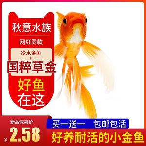 Alevines de Peces Koi Dorados, Peces Ornamentales de Agua Fría, Peces Acuáticos Resistentes Vivos, Venta al por Mayor - Product Image 3