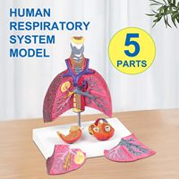 Modèle anatomique du système respiratoire humain : larynx, trachée, poumon, cœur pour la démonstration pédagogique en biologie et en faculté de médecine
