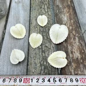 Coquillages naturels, escargots de mer, perles, coquilles Saint-Jacques, conques, coquillages pour peinture à l'huile, boîtes à bijoux, artisanat, vente en gros directe - Product Image 6