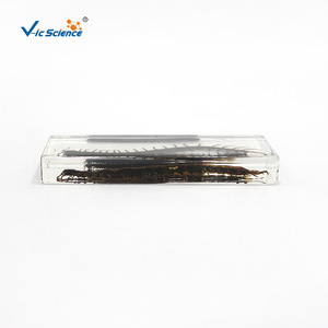 Especímenes encolados de centípedas y milípedas; especímenes encolados para materiales didácticos de biología en escuelas primarias y secundarias. - Product Image 4