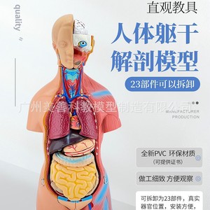 Torso hermafrodita de 45 cm con 23 modelos de órganos internos. Modelo anatómico de torso humano masculino y femenino con estructura interna femenina - Product Image 2